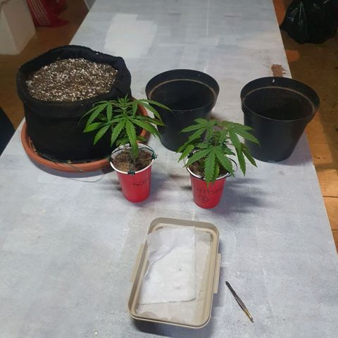 Ciclo 02 growlog photo: Transplate pra vaso de plastico