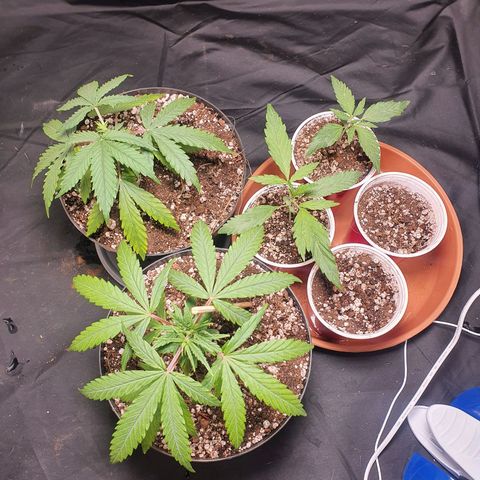 Ciclo 02 growlog photo: Transplate pra vaso de plastico
