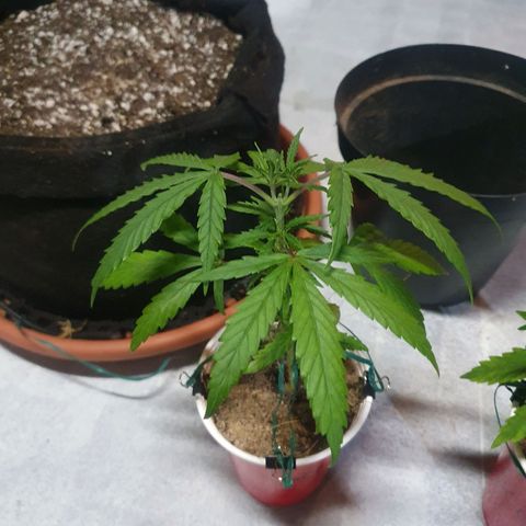 Ciclo 02 growlog photo: Transplate pra vaso de plastico