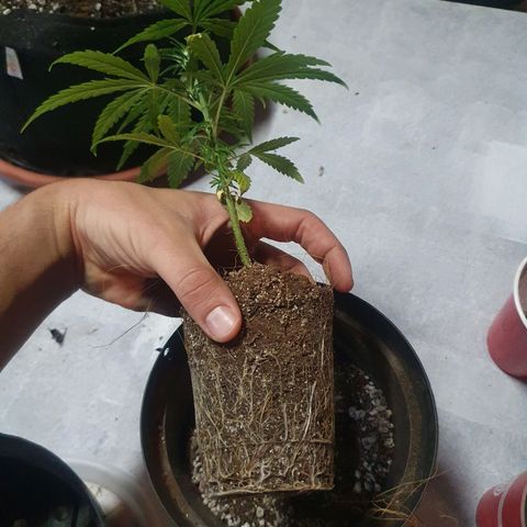 Ciclo 02 growlog photo: Transplate pra vaso de plastico