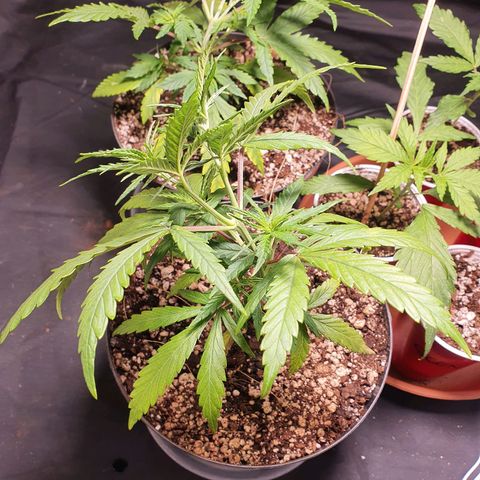 Ciclo 02 growlog timeline photo