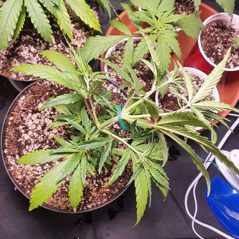 Ciclo 02 growlog timeline photo