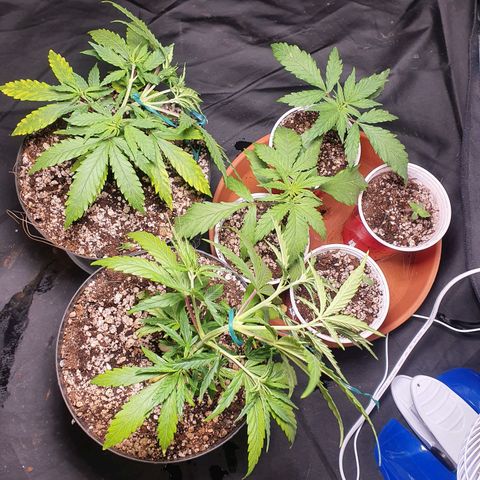 Ciclo 02 growlog timeline photo