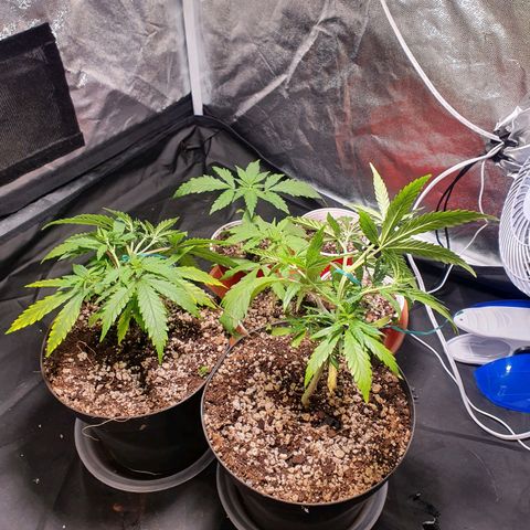 Ciclo 02 growlog timeline photo