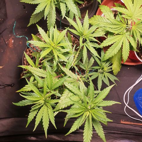 Ciclo 02 growlog timeline photo