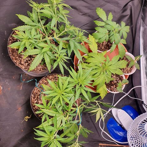 Ciclo 02 growlog photo: Segundo painel ligado 