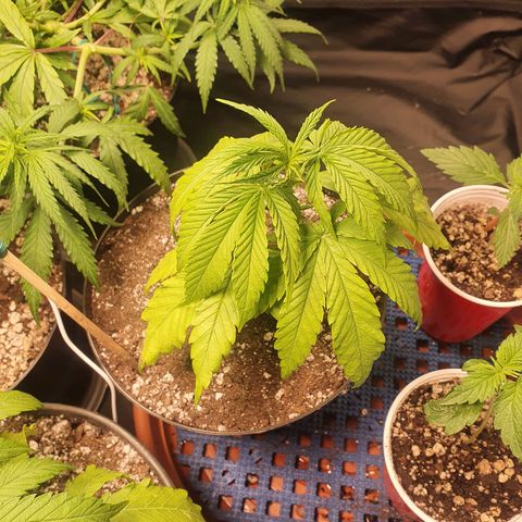Ciclo 02 growlog timeline photo