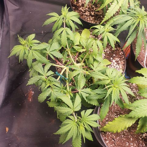 Ciclo 02 growlog timeline photo