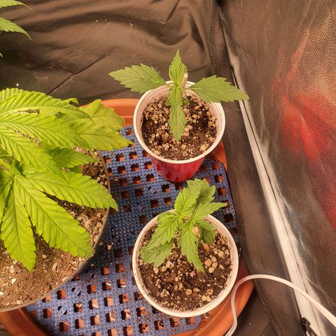 Ciclo 02 growlog timeline photo