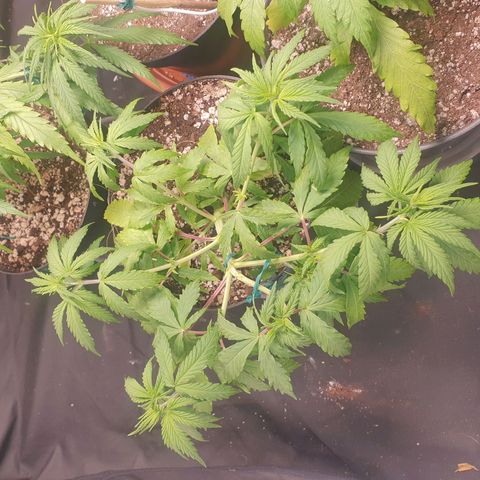 Ciclo 02 growlog timeline photo