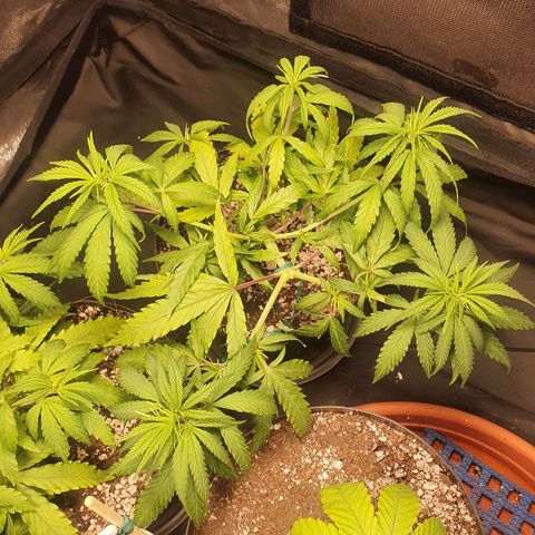 Ciclo 02 growlog timeline photo
