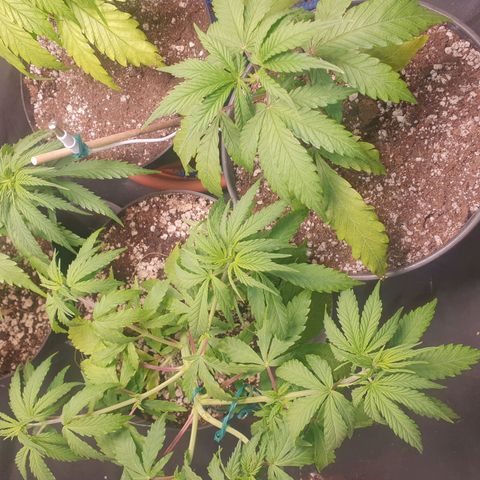 Ciclo 02 growlog timeline photo
