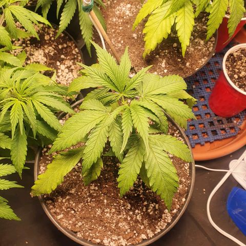 Ciclo 02 growlog timeline photo