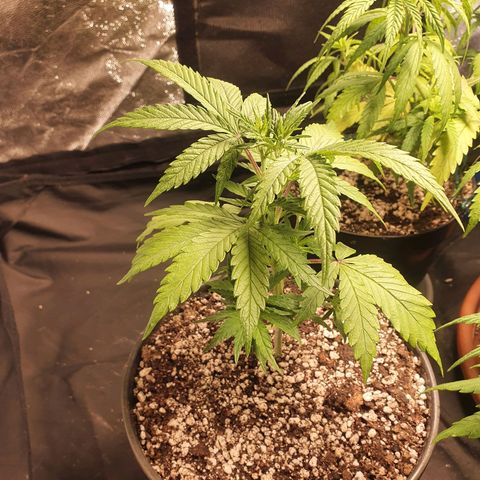 Ciclo 02 growlog timeline photo