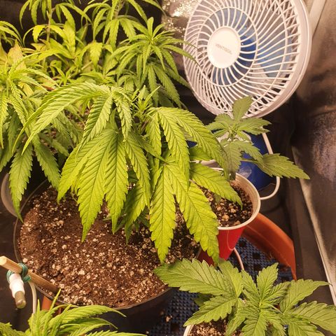 Ciclo 02 growlog timeline photo