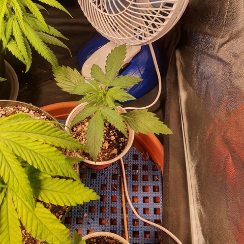 Ciclo 02 growlog timeline photo