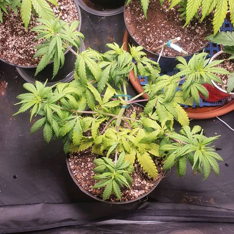 Ciclo 02 growlog timeline photo
