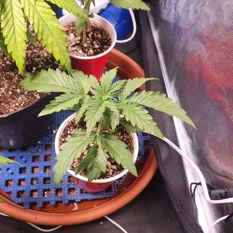 Ciclo 02 growlog timeline photo