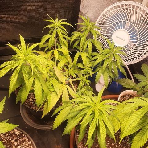 Ciclo 02 growlog timeline photo