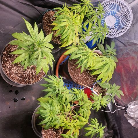 Ciclo 02 growlog timeline photo