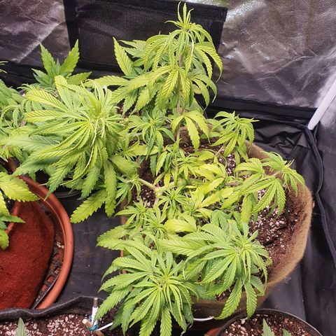 Ciclo 02 growlog timeline photo