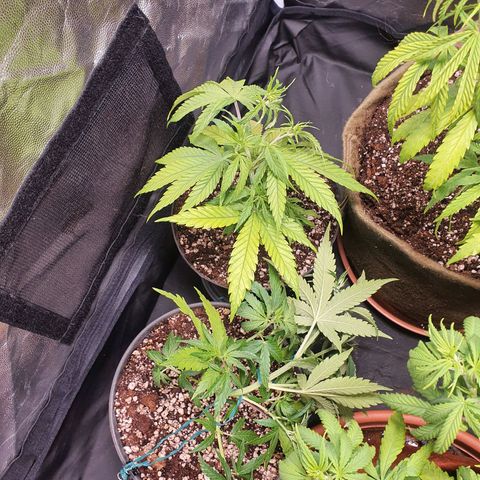 Ciclo 02 growlog timeline photo