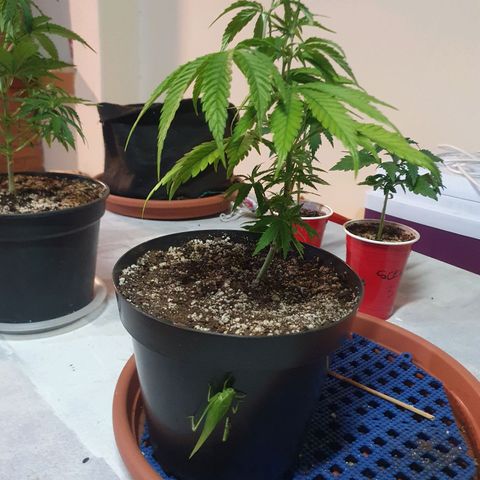 Ciclo 02 growlog timeline photo