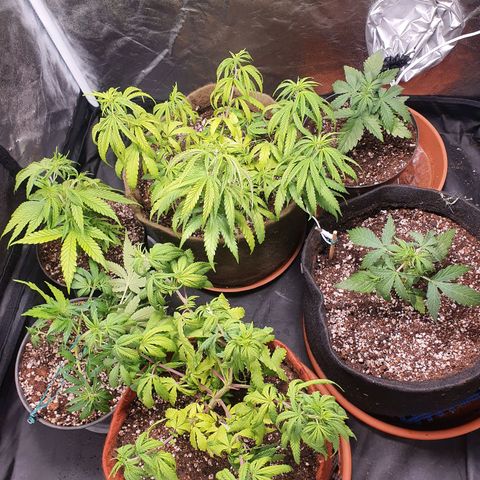 Ciclo 02 growlog timeline photo