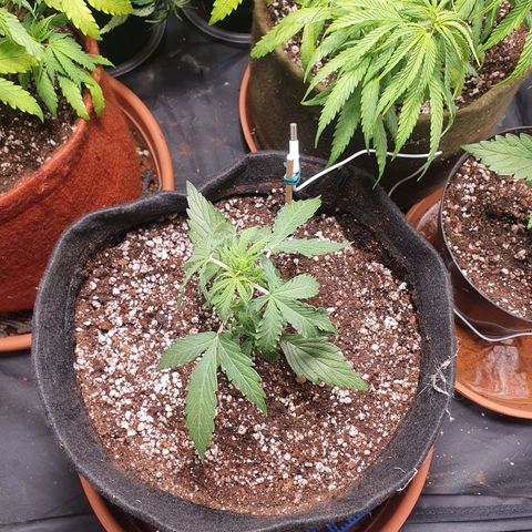 Ciclo 02 growlog timeline photo