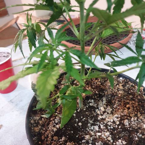 Ciclo 02 growlog timeline photo
