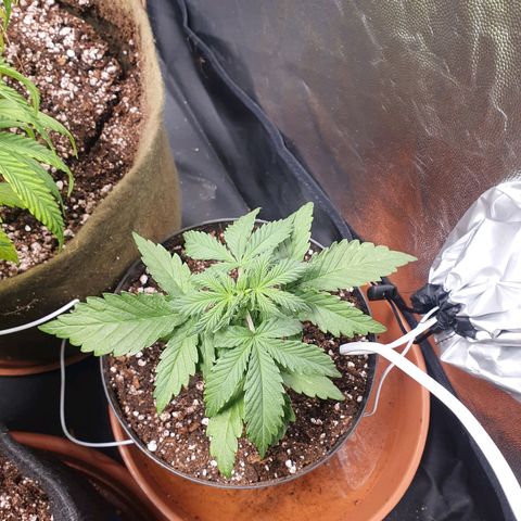 Ciclo 02 growlog timeline photo