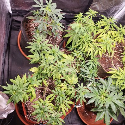 Ciclo 02 growlog timeline photo