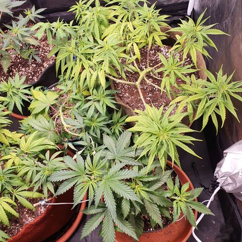 Ciclo 02 growlog timeline photo