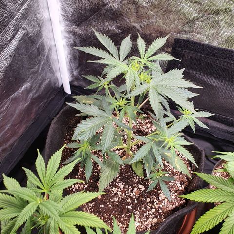 Ciclo 02 growlog timeline photo
