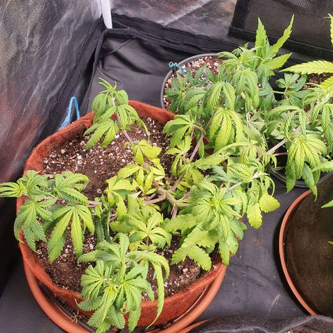 Ciclo 02 growlog timeline photo
