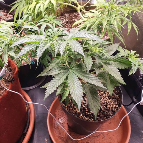 Ciclo 02 growlog timeline photo