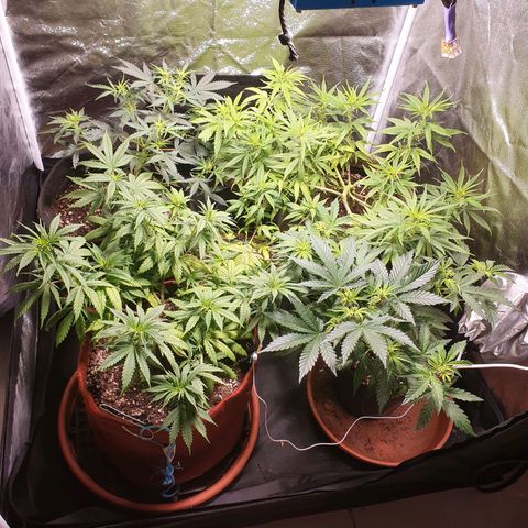Ciclo 02 growlog timeline photo
