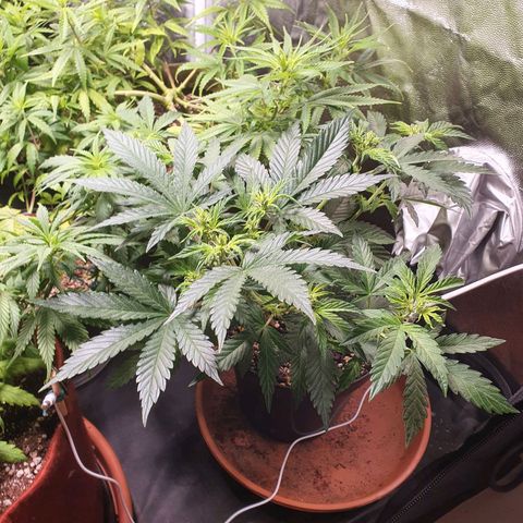Ciclo 02 growlog timeline photo