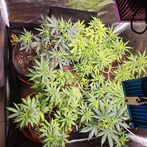 Ciclo 02 growlog timeline photo