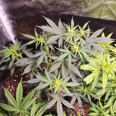 Ciclo 02 growlog timeline photo