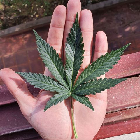 Ciclo 02 growlog timeline photo