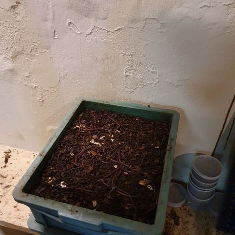 Ciclo 02 growlog timeline photo