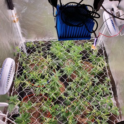 Ciclo 02 growlog timeline photo