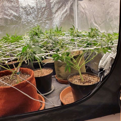 Ciclo 02 growlog timeline photo