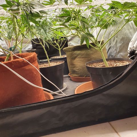 Ciclo 02 growlog timeline photo
