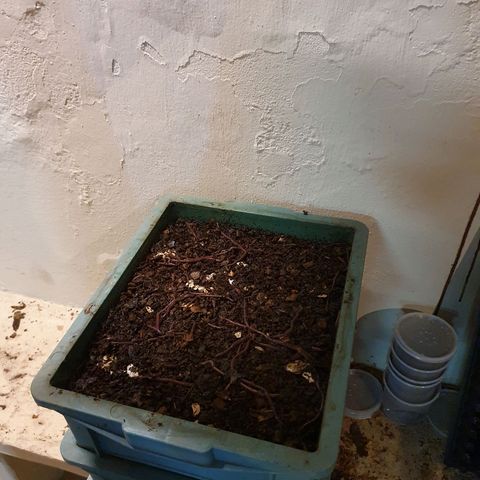 Ciclo 02 growlog timeline photo
