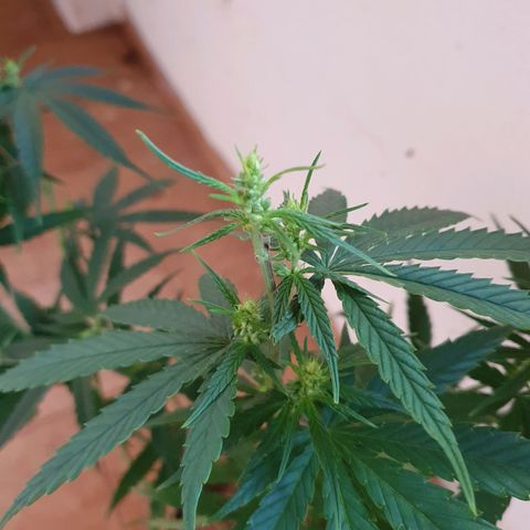 Ciclo 02 growlog photo: Uma planta Scentiseed hermou e foi retirada