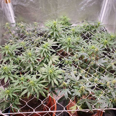 Ciclo 02 growlog photo: Uma planta Scentiseed hermou e foi retirada