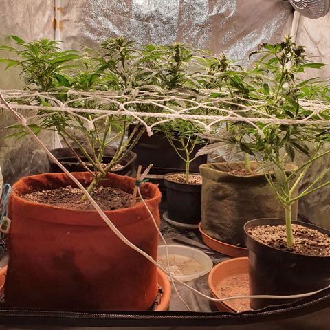 Ciclo 02 growlog photo: Uma planta Scentiseed hermou e foi retirada