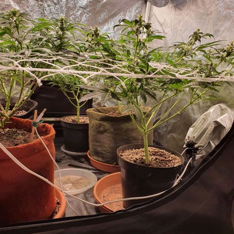 Ciclo 02 growlog photo: Uma planta Scentiseed hermou e foi retirada